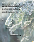 FIR - scent description