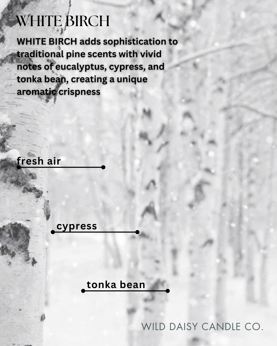 WHITE BIRCH - scent description